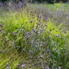 Succise des prés - Le violet qui attire les abeilles