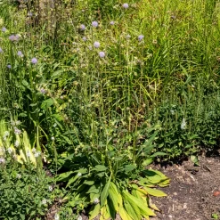 Succise des prés - Le violet qui attire les abeilles