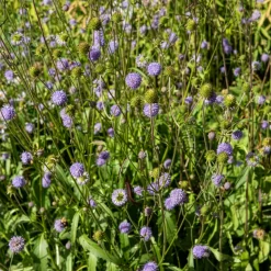 Succise des prés - Le violet qui attire les abeilles