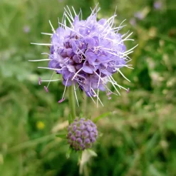 Succise des prés - Le violet qui attire les abeilles