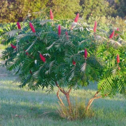 Sumac de Virginie - Feu d'automne au jardin
