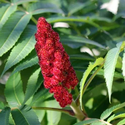 Sumac de Virginie - Feu d'automne au jardin