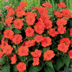 3 Sunpatiens orange - Fleurs orange tout l'été