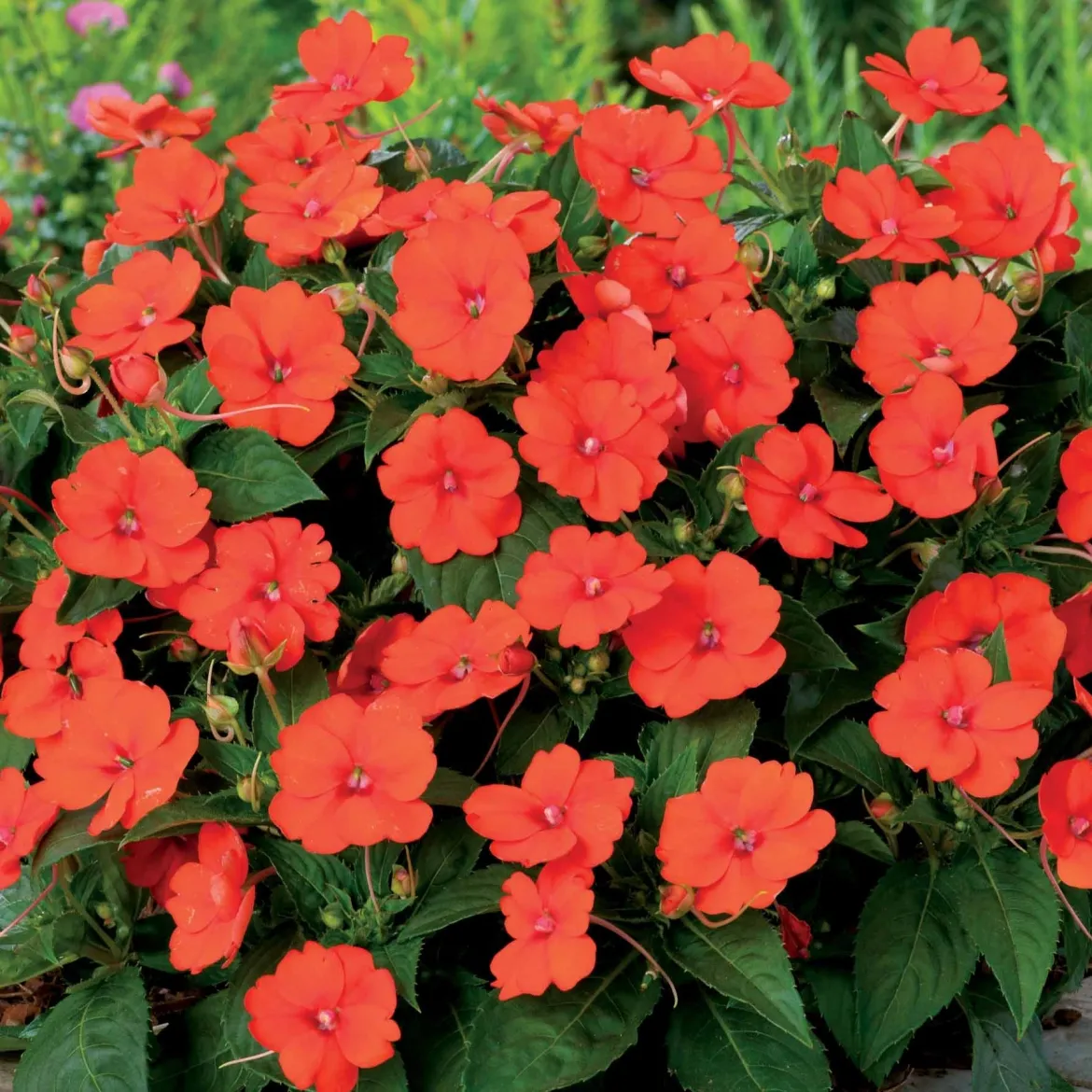 3 Sunpatiens orange - Fleurs orange tout l'été