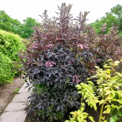 Sureau noir Black Beauty - Feuillage pourpre spectaculaire