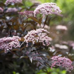 Sureau noir Black Beauty - Feuillage pourpre spectaculaire