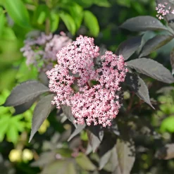 Sureau noir Black Beauty - Feuillage pourpre spectaculaire