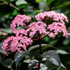 Sureau noir - Feuillage noir, fleurs roses