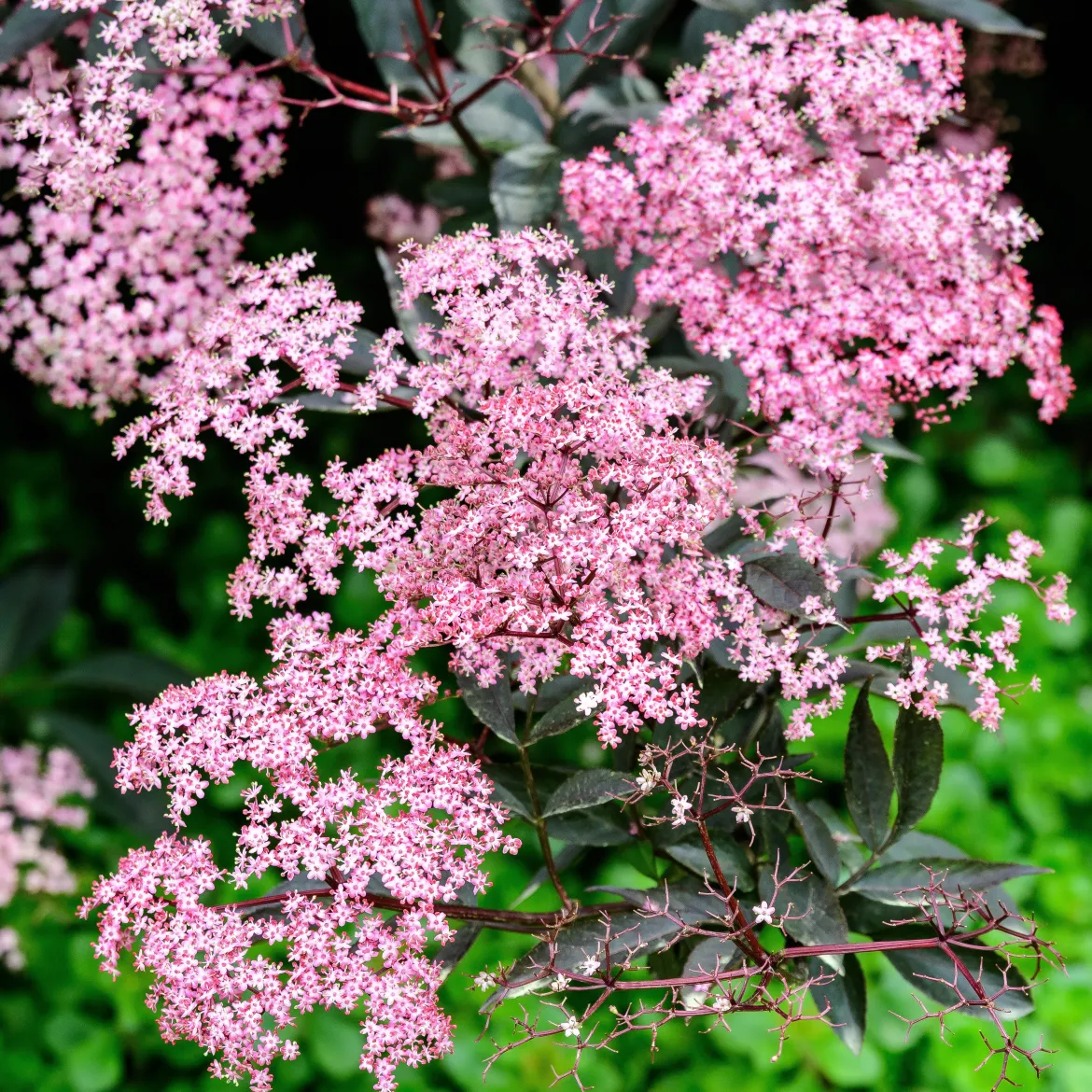 Sureau noir - Feuillage noir, fleurs roses