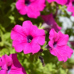 Surfinia rose - Cascade de fleurs tout l'été