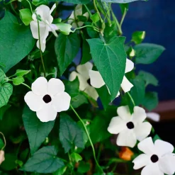 Suzanne aux yeux noirs à fleurs blanches - Un mur fleuri en un été