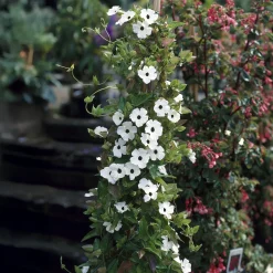 Suzanne aux yeux noirs à fleurs blanches - Un mur fleuri en un été