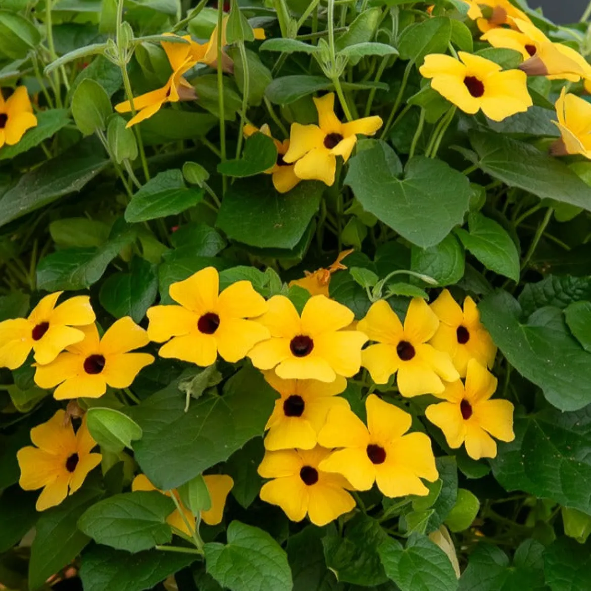 Suzanne aux yeux noirs jaune - Un mur fleuri en un été