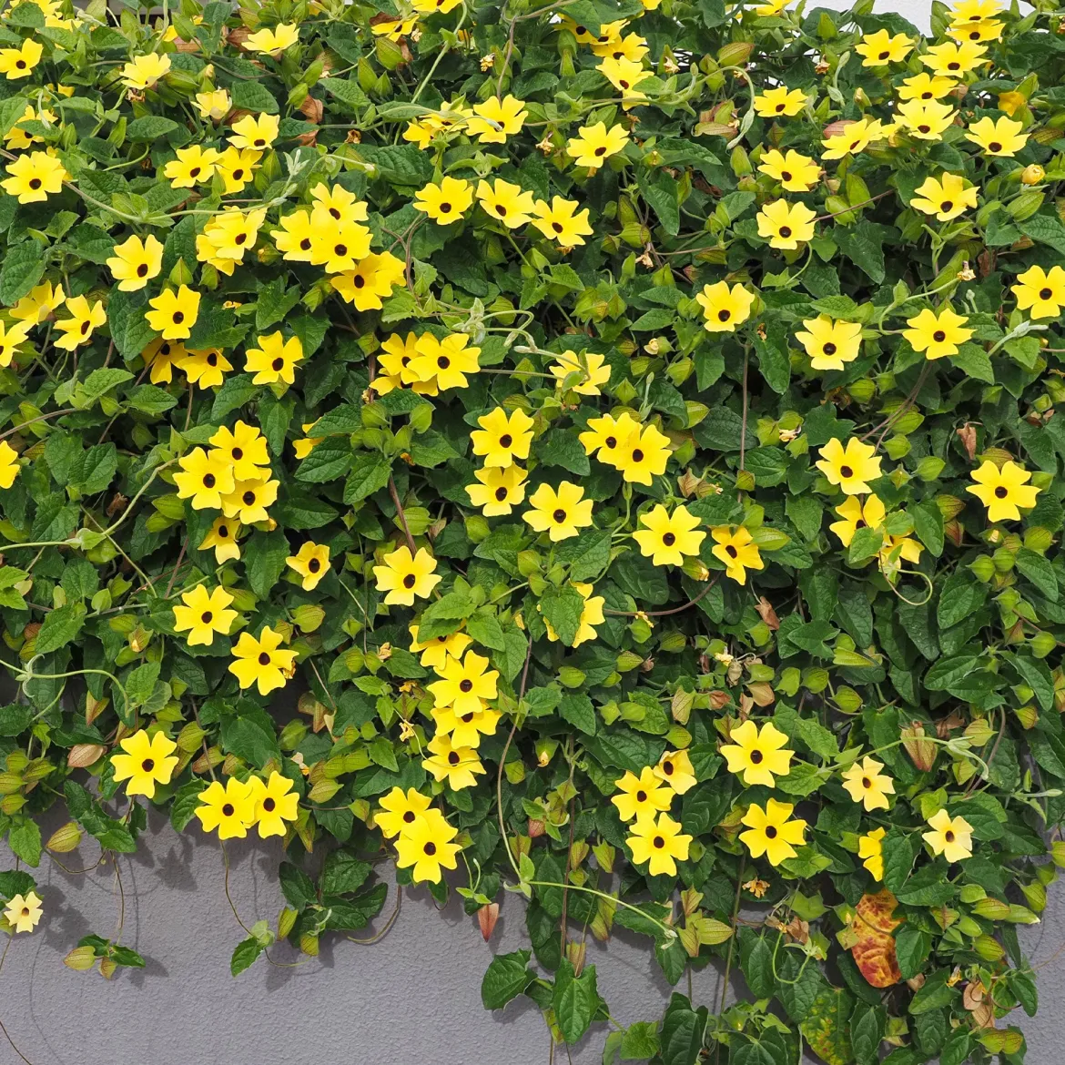 Suzanne aux yeux noirs jaune - Un mur fleuri en un été