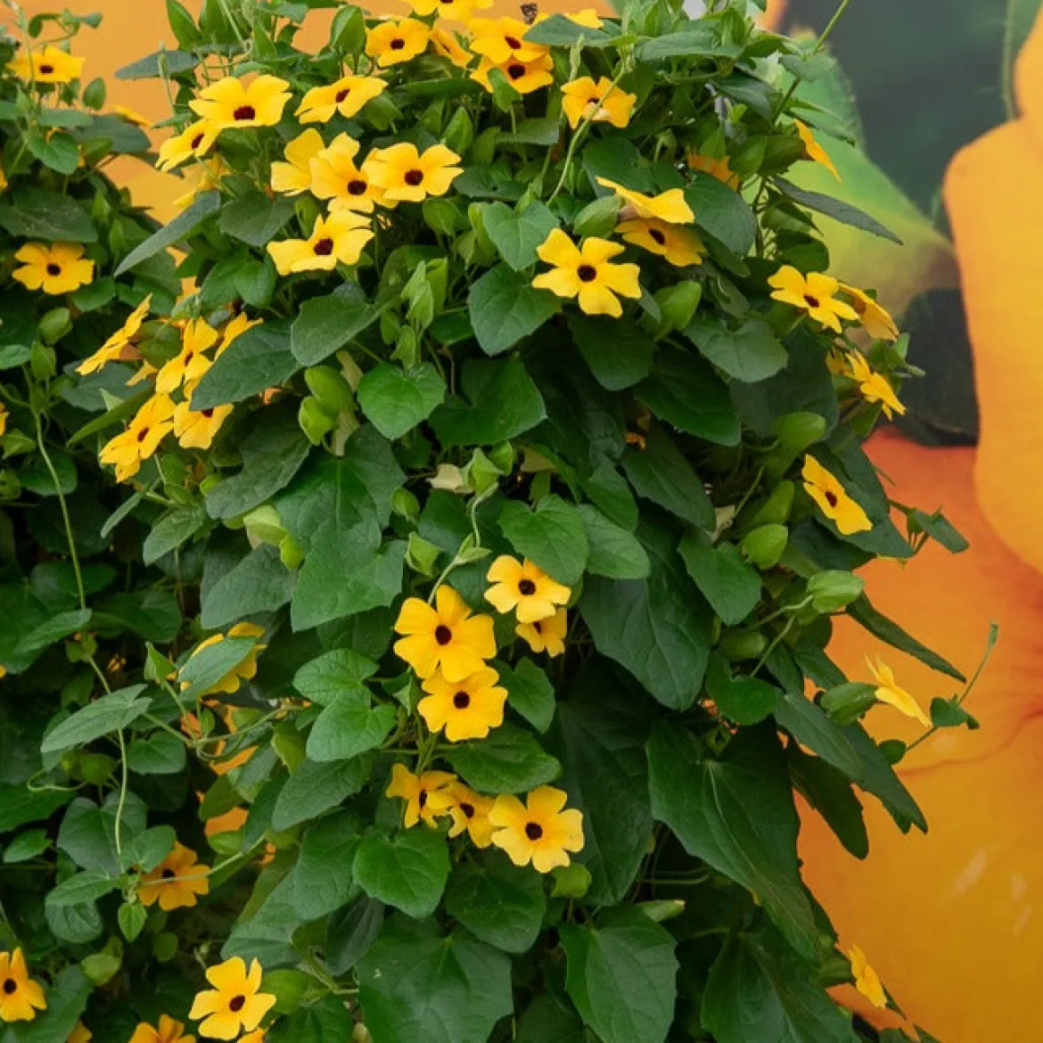 Suzanne aux yeux noirs jaune - Un mur fleuri en un été