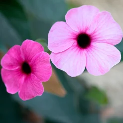 Suzanne aux yeux noirs rose - Un mur fleuri en un été