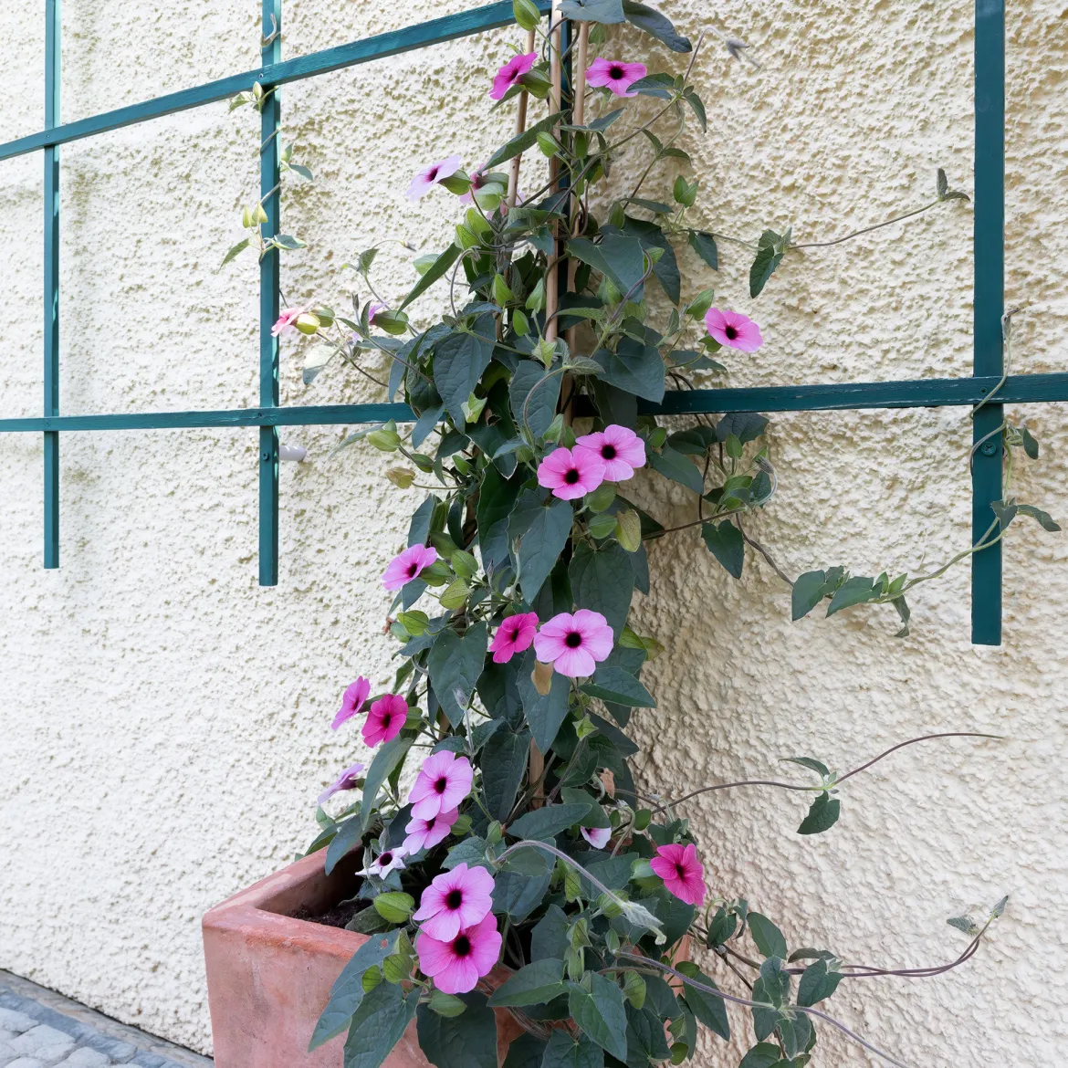 Suzanne aux yeux noirs rose - Un mur fleuri en un été