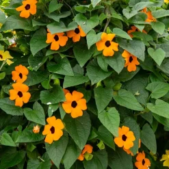 Suzanne orange aux yeux noirs - Grimpe vite, fleurit tout l'été