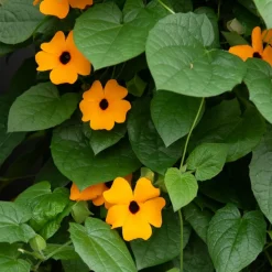 Suzanne orange aux yeux noirs - Grimpe vite, fleurit tout l'été
