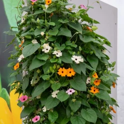 3 Suzannes aux yeux noirs en mélange - Le mur fleuri en un été