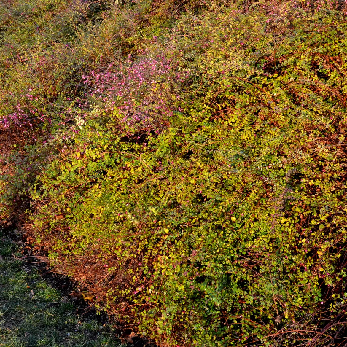 Symphorine de Chenault Hancock - Tapis rose zéro entretien