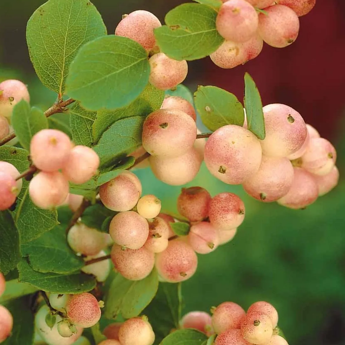 Symphorine Mother of Pearl - Des perles roses tout l'automne