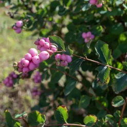 Symphorine Sofie - Des perles roses tout l'automne