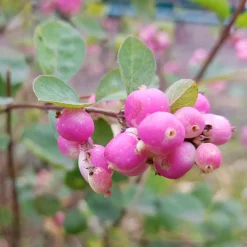 Symphorine Sofie - Des perles roses tout l'automne