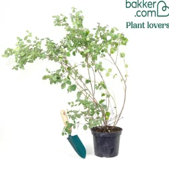 Symphorine White Hedge - Perles blanches tout l'hiver