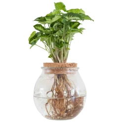 Syngonium et son ampoule vase - Illumine vos petits espaces lumineux