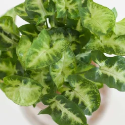Syngonium et son ampoule vase - Illumine vos petits espaces lumineux