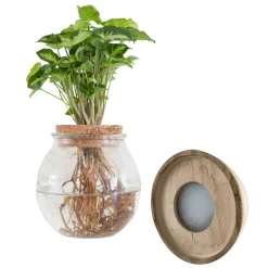 Syngonium et son ampoule vase avec LED - Parfaite pour les espaces lumineux