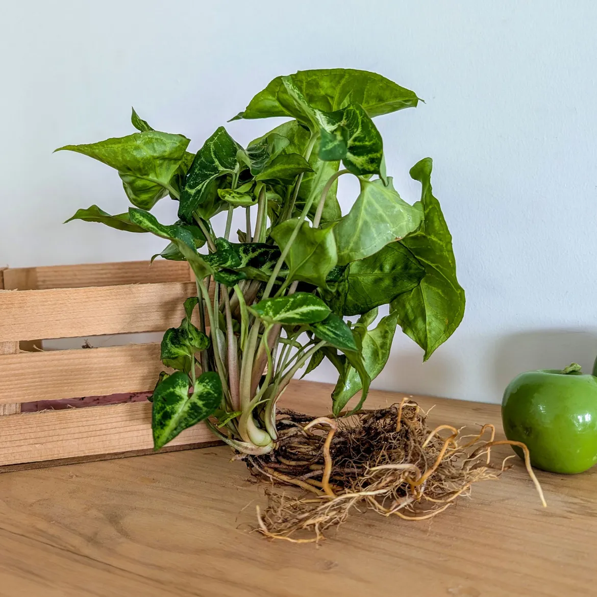 Syngonium - Feuillage flèche déco express