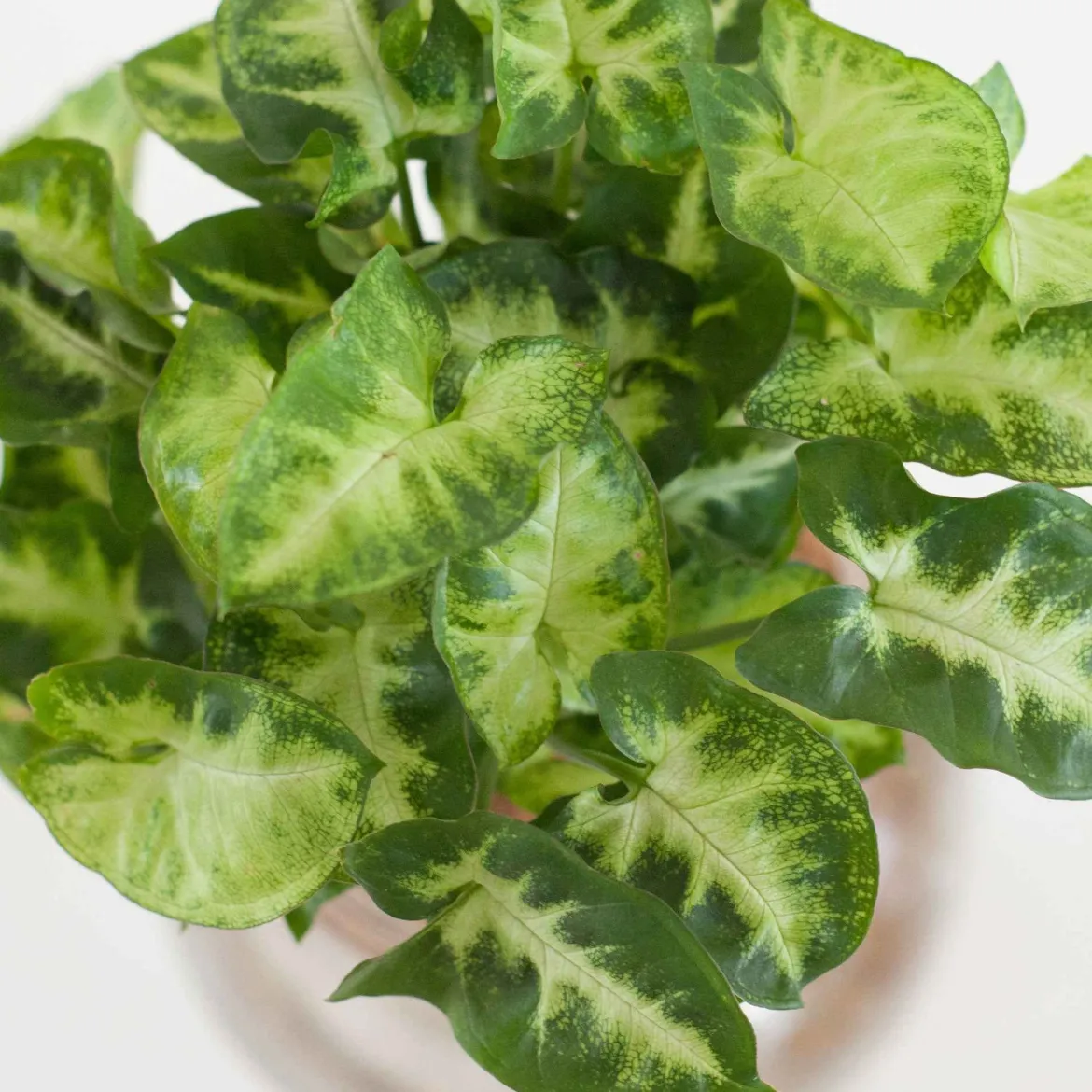 Syngonium - Feuillage flèche déco express