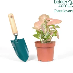 Syngonium Neon - Le feuillage rose déco