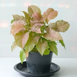 Syngonium Neon - Le feuillage rose déco
