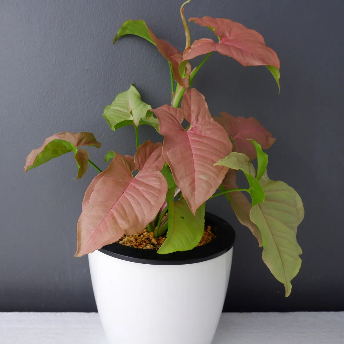 Syngonium Neon - Le feuillage rose déco