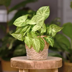 Syngonium panaché Patte d'oie - Feuillage panaché déco