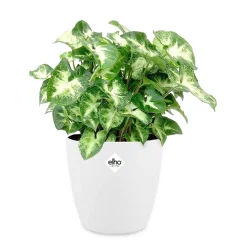 Syngonium Pixie + cache pot blanc 14 cm. - Feuillage décoratif