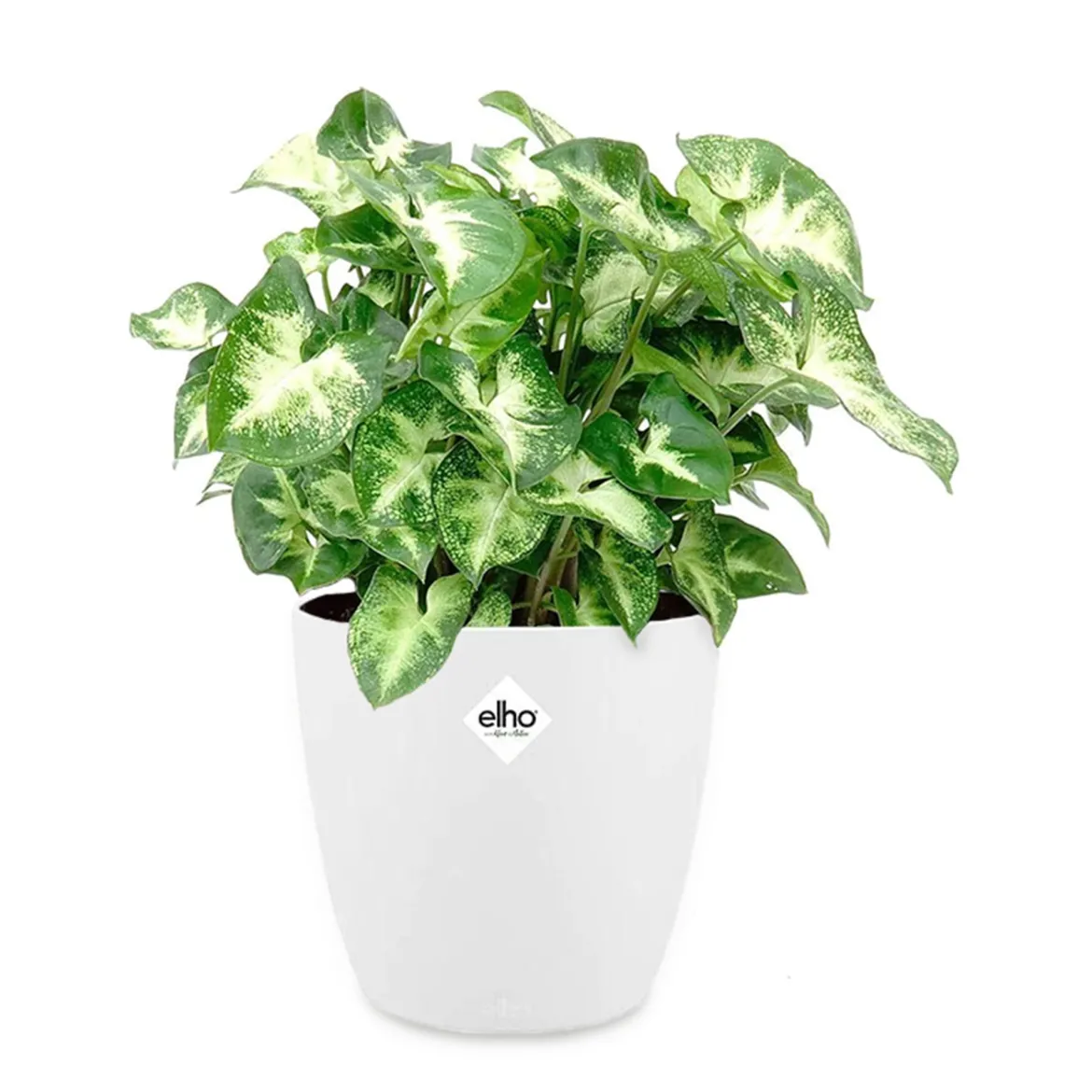 Syngonium Pixie + cache pot blanc 14 cm. - Feuillage décoratif