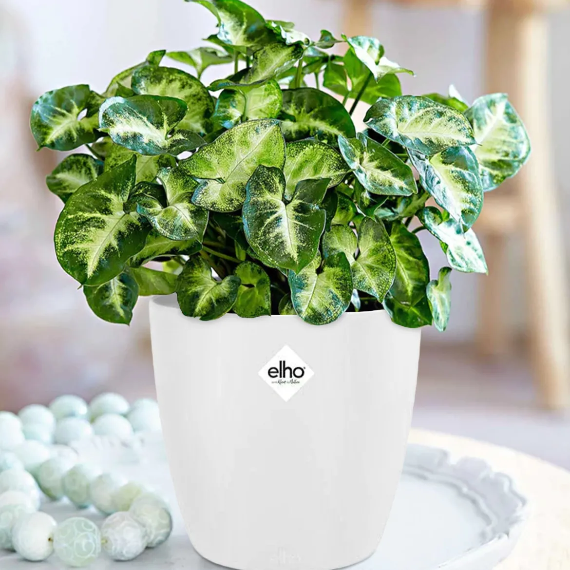 Syngonium Pixie + cache pot blanc 14 cm. - Feuillage décoratif