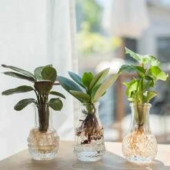 Syngonium Pixie, Clusia Princess, Ctenanthe Amagris - Trois plantes, un effet jungle