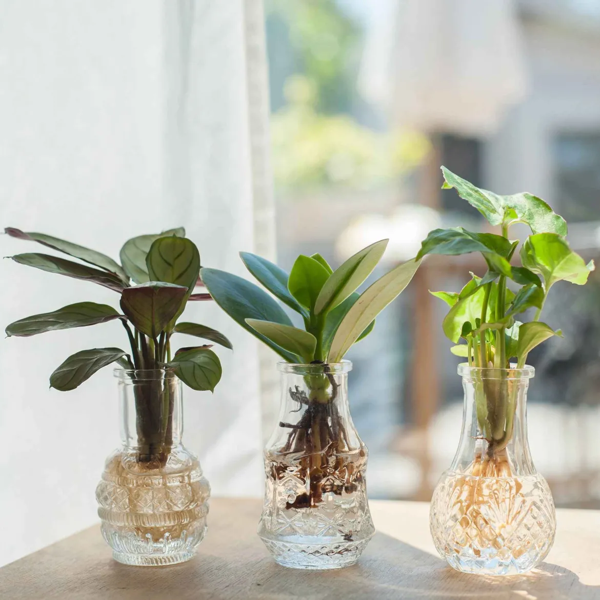 Syngonium Pixie, Clusia Princess, Ctenanthe Amagris - Trois plantes, un effet jungle