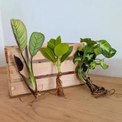 Syngonium Pixie, Clusia Princess, Ctenanthe Amagris - Trois plantes, un effet jungle