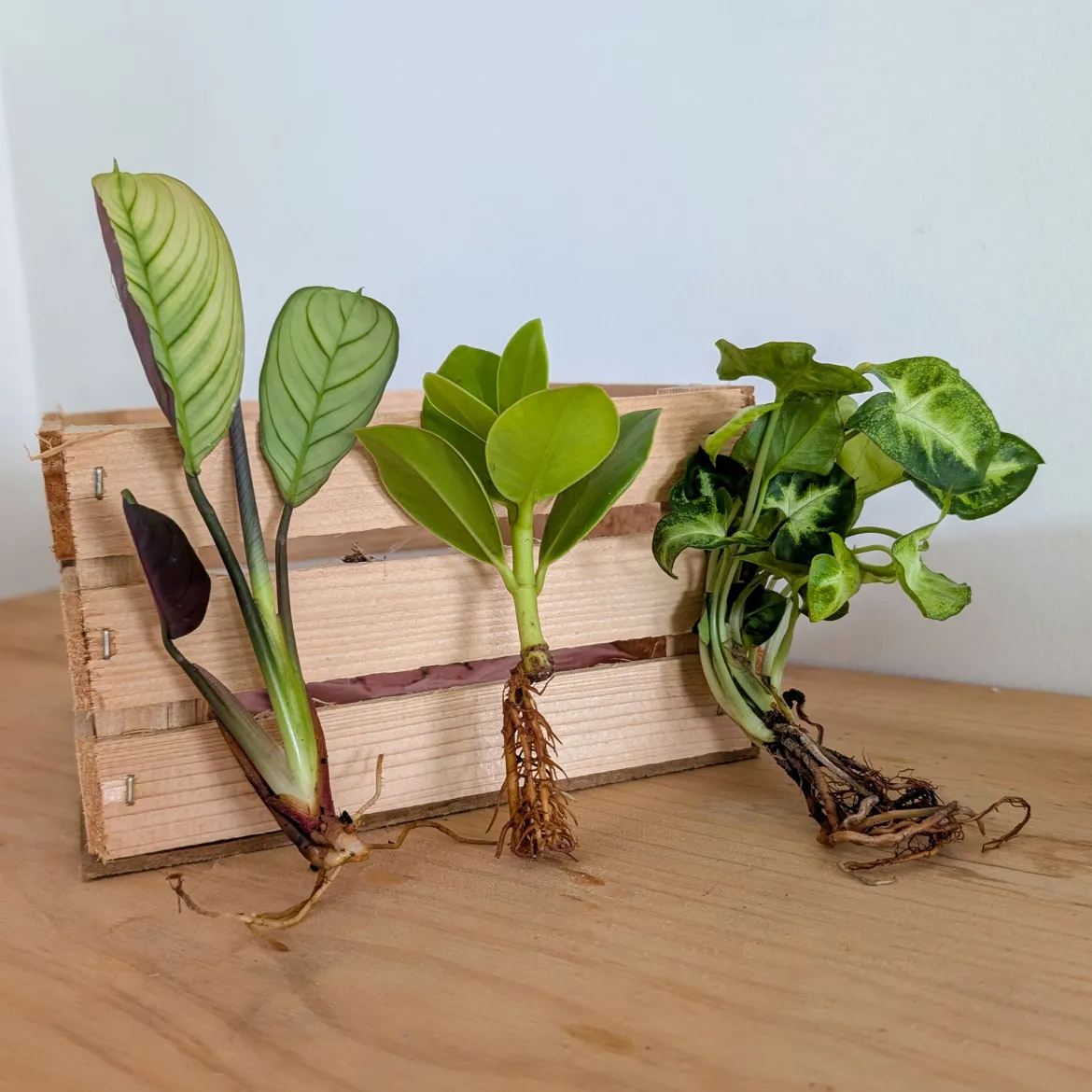 Syngonium Pixie, Clusia Princess, Ctenanthe Amagris - Trois plantes, un effet jungle