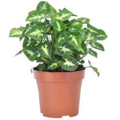 Syngonium 'Pixie' - Le mini qui change tout