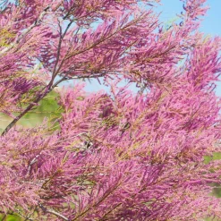 Tamaris de Printemps - Nuage rose au jardin