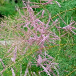 Tamaris d'été - Un nuage rose au jardin