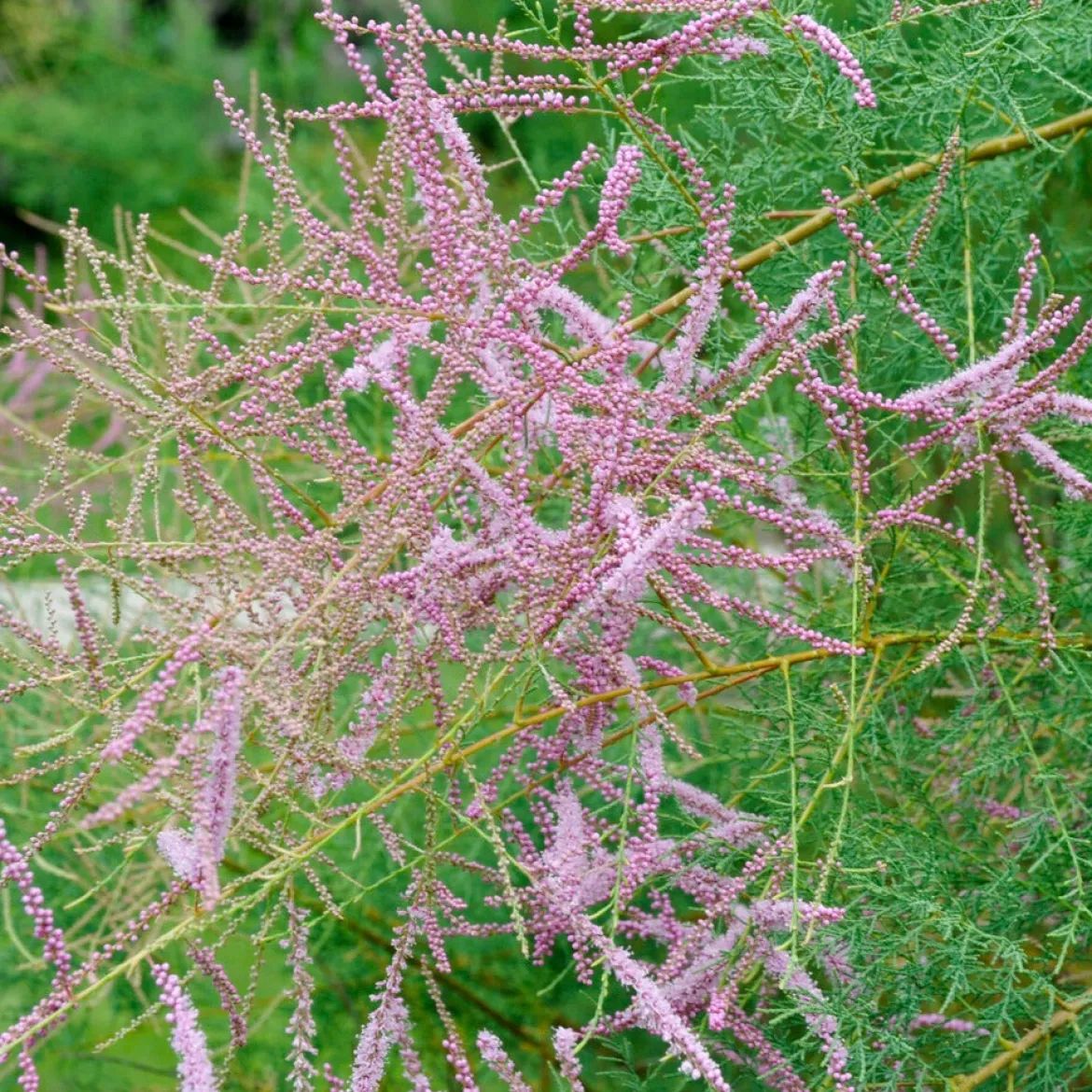 Tamaris d'été - Un nuage rose au jardin