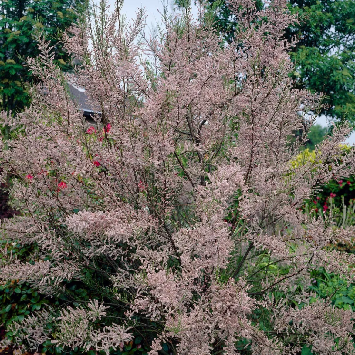 Tamaris d'été - Un nuage rose au jardin